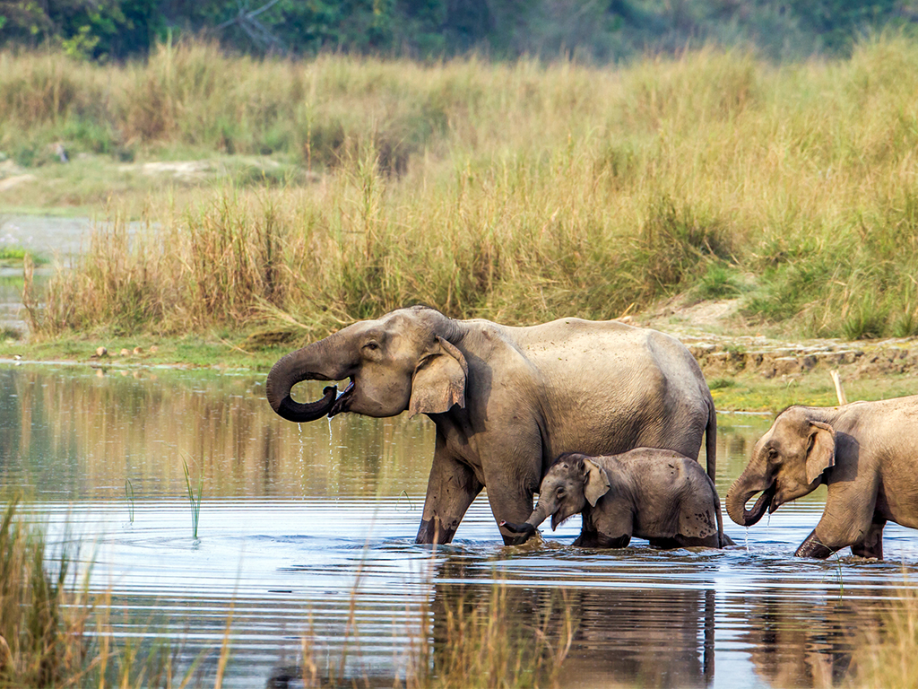 Chitwan National Park