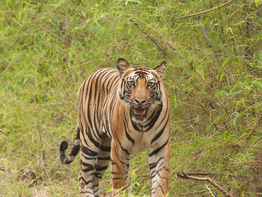 Protected Areas in Nepal